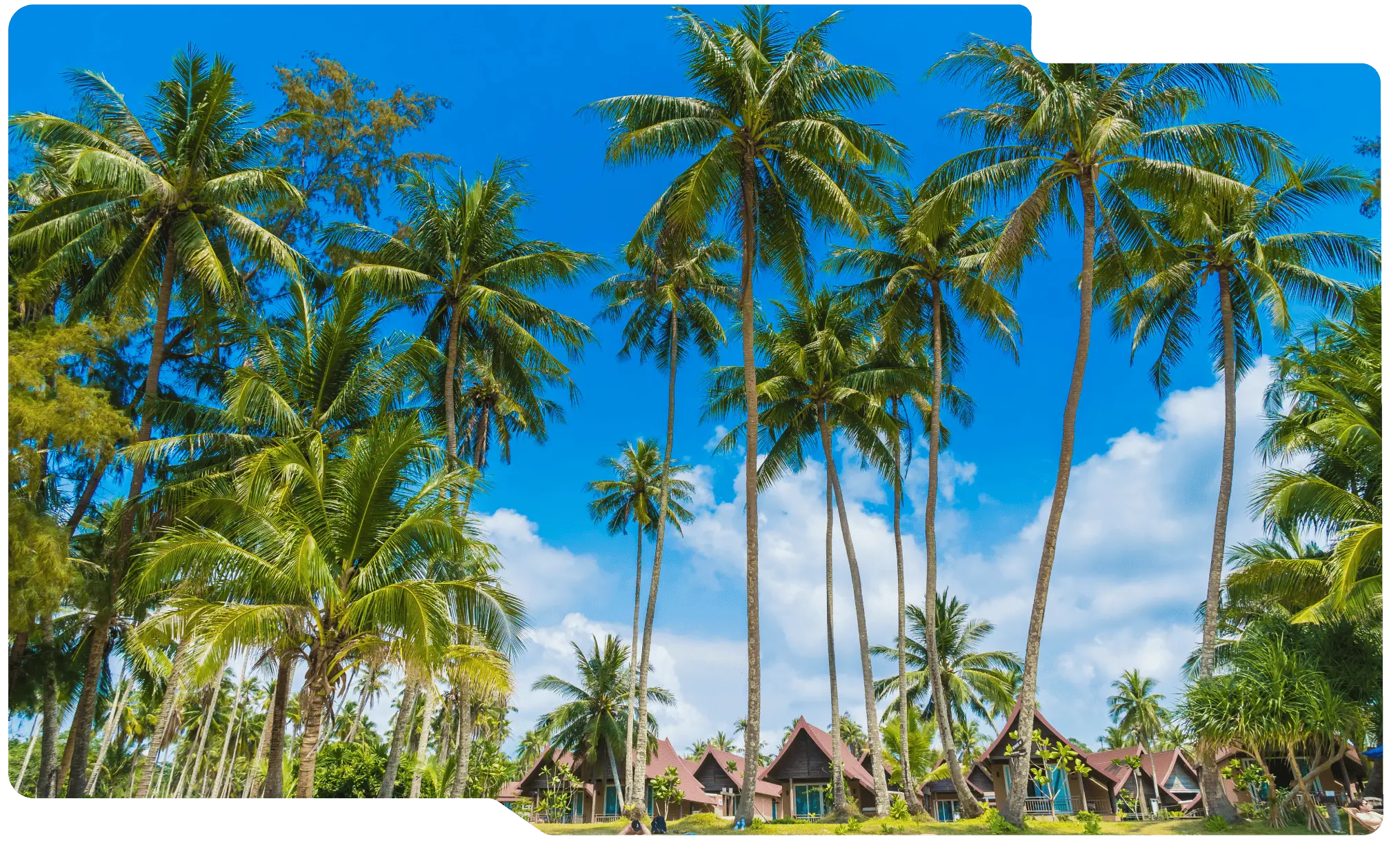 coconut trees in philippines